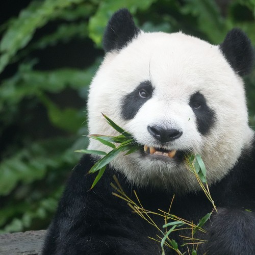 Giant panda eating bamboo