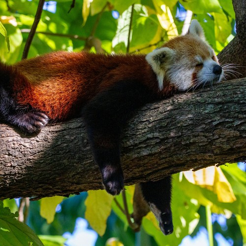 Red panda resting on branch